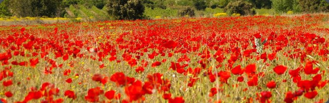 programme printemps libres enfants du tarn rencontres ateliers parents enfants albi tarn 81 IEF JNVE