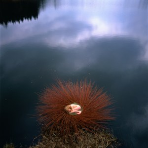land art nils udo nid d'eau albi tarn