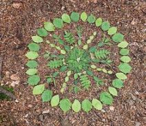 mandala feuilles landart albi tarn balade en forêt famille