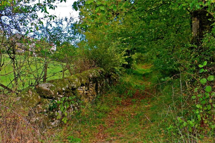 vaour sortie nature libres enfants du tarn vannerie