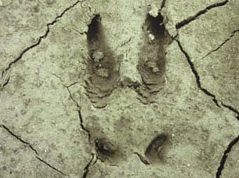 association libres enfants du tarn ateliers jeux rencontres parents parentalité réseau IEF 81 unschooling forêt survie forest school empreintes animaux