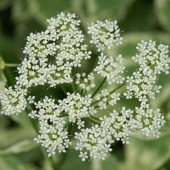 association libres enfants du tarn ateliers jeux rencontres parents parentalité réseau IEF 81 unschooling forêt survie forest school plantes comestibles balade