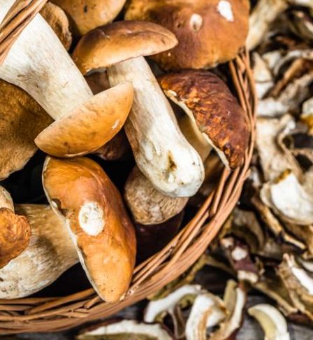 Association Libres enfants du Tarn réseau parents 81 parentalité forest school récolte champignons forêt de la survie